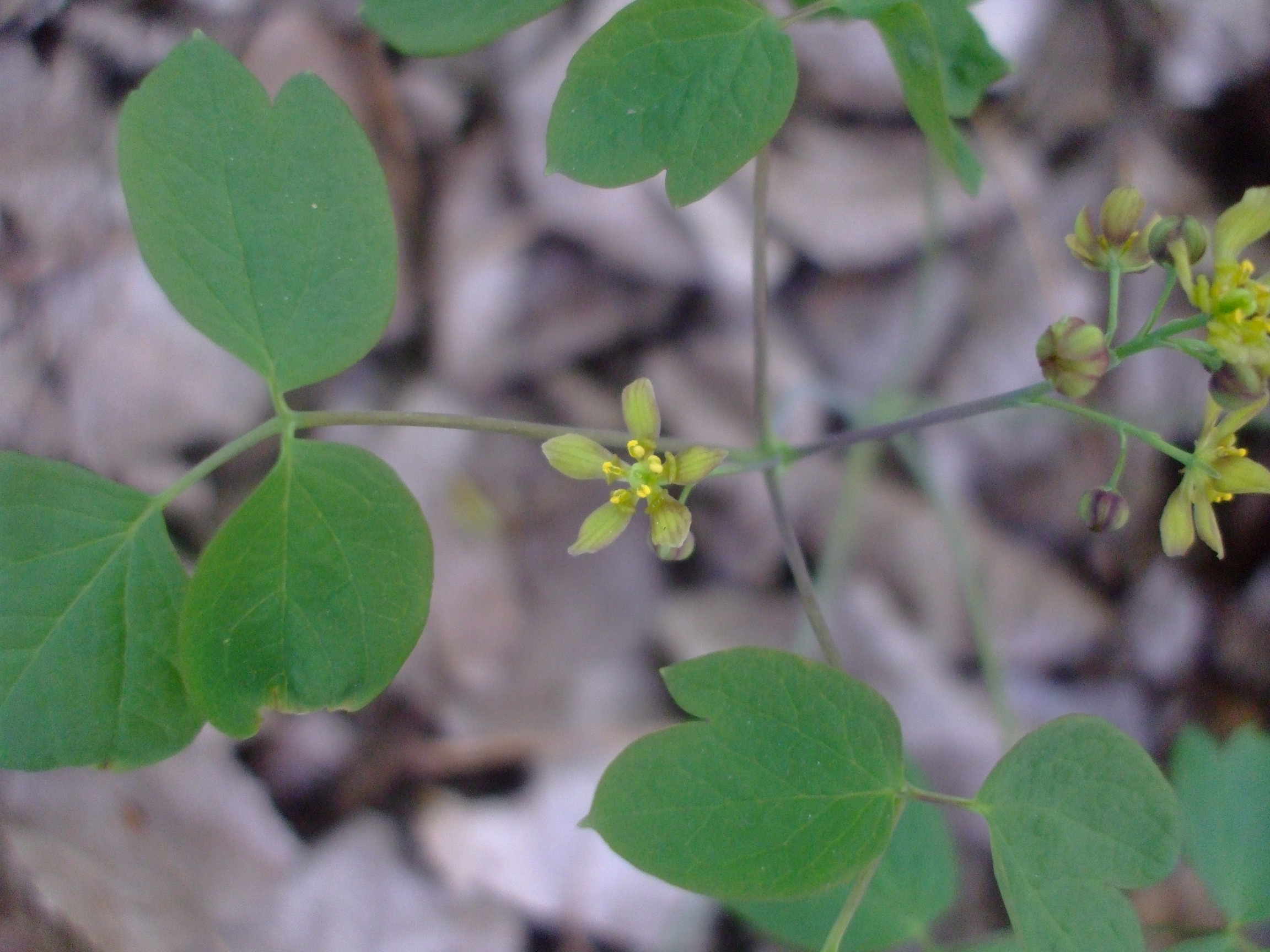 Caulophyllum thalictroides